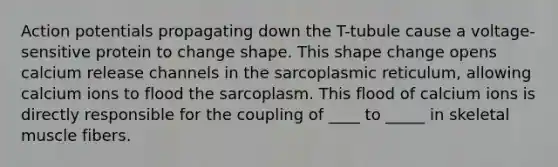 Action potentials propagating down the T-tubule cause a voltage-sensitive protein to change shape. This shape change opens calcium release channels in the sarcoplasmic reticulum, allowing calcium ions to flood the sarcoplasm. This flood of calcium ions is directly responsible for the coupling of ____ to _____ in skeletal muscle fibers.