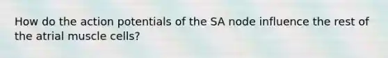 How do the action potentials of the SA node influence the rest of the atrial muscle cells?