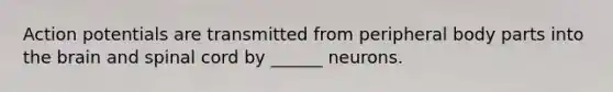 Action potentials are transmitted from peripheral body parts into the brain and spinal cord by ______ neurons.
