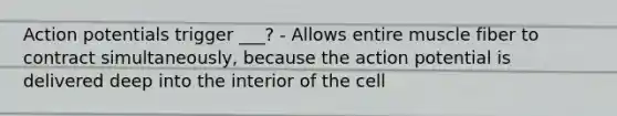 Action potentials trigger ___? - Allows entire muscle fiber to contract simultaneously, because the action potential is delivered deep into the interior of the cell
