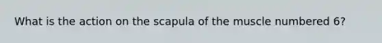 What is the action on the scapula of the muscle numbered 6?