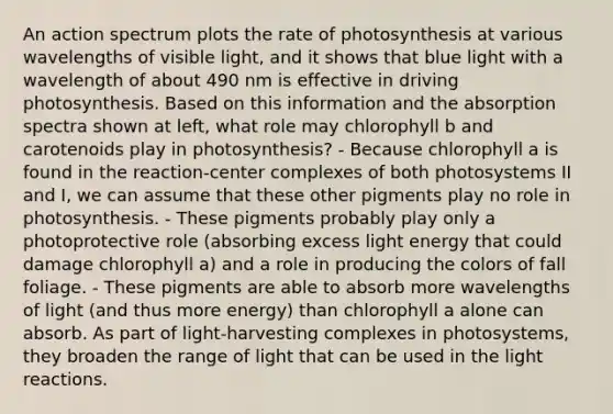 An action spectrum plots the rate of photosynthesis at various wavelengths of visible light, and it shows that blue light with a wavelength of about 490 nm is effective in driving photosynthesis. Based on this information and the absorption spectra shown at left, what role may chlorophyll b and carotenoids play in photosynthesis? - Because chlorophyll a is found in the reaction-center complexes of both photosystems II and I, we can assume that these other pigments play no role in photosynthesis. - These pigments probably play only a photoprotective role (absorbing excess light energy that could damage chlorophyll a) and a role in producing the colors of fall foliage. - These pigments are able to absorb more wavelengths of light (and thus more energy) than chlorophyll a alone can absorb. As part of light-harvesting complexes in photosystems, they broaden the range of light that can be used in the light reactions.