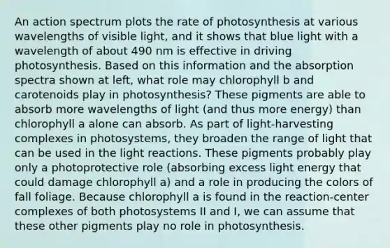 An action spectrum plots the rate of photosynthesis at various wavelengths of visible light, and it shows that blue light with a wavelength of about 490 nm is effective in driving photosynthesis. Based on this information and the absorption spectra shown at left, what role may chlorophyll b and carotenoids play in photosynthesis? These pigments are able to absorb more wavelengths of light (and thus more energy) than chlorophyll a alone can absorb. As part of light-harvesting complexes in photosystems, they broaden the range of light that can be used in the light reactions. These pigments probably play only a photoprotective role (absorbing excess light energy that could damage chlorophyll a) and a role in producing the colors of fall foliage. Because chlorophyll a is found in the reaction-center complexes of both photosystems II and I, we can assume that these other pigments play no role in photosynthesis.