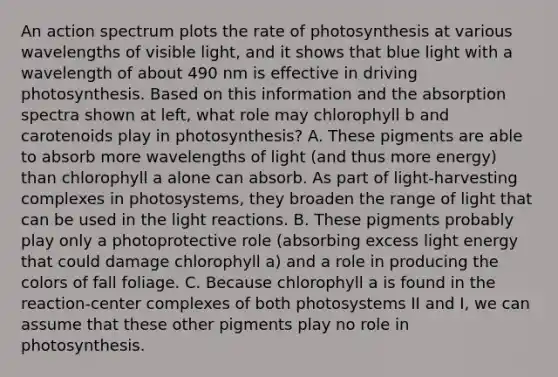 An action spectrum plots the rate of photosynthesis at various wavelengths of visible light, and it shows that blue light with a wavelength of about 490 nm is effective in driving photosynthesis. Based on this information and the absorption spectra shown at left, what role may chlorophyll b and carotenoids play in photosynthesis? A. These pigments are able to absorb more wavelengths of light (and thus more energy) than chlorophyll a alone can absorb. As part of light-harvesting complexes in photosystems, they broaden the range of light that can be used in the light reactions. B. These pigments probably play only a photoprotective role (absorbing excess light energy that could damage chlorophyll a) and a role in producing the colors of fall foliage. C. Because chlorophyll a is found in the reaction-center complexes of both photosystems II and I, we can assume that these other pigments play no role in photosynthesis.