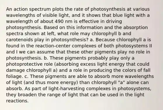 An action spectrum plots the rate of photosynthesis at various wavelengths of visible light, and it shows that blue light with a wavelength of about 490 nm is effective in driving photosynthesis. Based on this information and the absorption spectra shown at left, what role may chlorophyll b and carotenoids play in photosynthesis? a. Because chlorophyll a is found in the reaction-center complexes of both photosystems II and I we can assume that these other pigments play no role in photosynthesis. b. These pigments probably play only a photoprotective role (absorbing excess light energy that could damage chlorophyll a) and a role in producing the colors of fall foliage. c. These pigments are able to absorb more wavelengths of light (and thus more energy) than chlorophyll "a" alone can absorb. As part of light-harvesting complexes in photosystems, they broaden the range of light that can be used in the <a href='https://www.questionai.com/knowledge/kSUoWrrvoC-light-reactions' class='anchor-knowledge'>light reactions</a>.