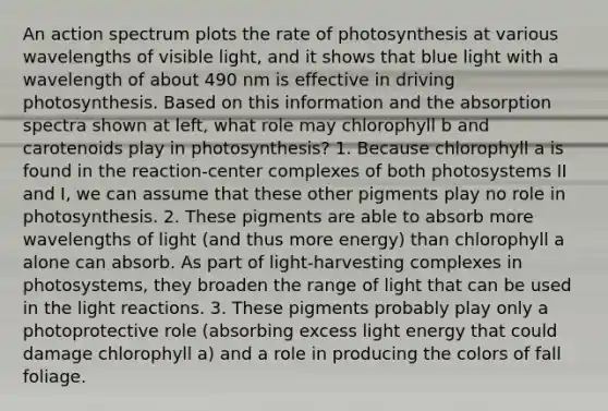 An action spectrum plots the rate of photosynthesis at various wavelengths of visible light, and it shows that blue light with a wavelength of about 490 nm is effective in driving photosynthesis. Based on this information and the absorption spectra shown at left, what role may chlorophyll b and carotenoids play in photosynthesis? 1. Because chlorophyll a is found in the reaction-center complexes of both photosystems II and I, we can assume that these other pigments play no role in photosynthesis. 2. These pigments are able to absorb more wavelengths of light (and thus more energy) than chlorophyll a alone can absorb. As part of light-harvesting complexes in photosystems, they broaden the range of light that can be used in the light reactions. 3. These pigments probably play only a photoprotective role (absorbing excess light energy that could damage chlorophyll a) and a role in producing the colors of fall foliage.