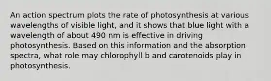 An action spectrum plots the rate of photosynthesis at various wavelengths of visible light, and it shows that blue light with a wavelength of about 490 nm is effective in driving photosynthesis. Based on this information and the absorption spectra, what role may chlorophyll b and carotenoids play in photosynthesis.