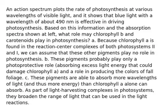 An action spectrum plots the rate of photosynthesis at various wavelengths of visible light, and it shows that blue light with a wavelength of about 490 nm is effective in driving photosynthesis. Based on this information and the absorption spectra shown at left, what role may chlorophyll b and carotenoids play in photosynthesis? a. Because chlorophyll a is found in the reaction-center complexes of both photosystems II and I, we can assume that these other pigments play no role in photosynthesis. b. These pigments probably play only a photoprotective role (absorbing excess light energy that could damage chlorophyll a) and a role in producing the colors of fall foliage. c. These pigments are able to absorb more wavelengths of light (and thus more energy) than chlorophyll a alone can absorb. As part of light-harvesting complexes in photosystems, they broaden the range of light that can be used in the <a href='https://www.questionai.com/knowledge/kSUoWrrvoC-light-reactions' class='anchor-knowledge'>light reactions</a>.