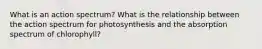 What is an action spectrum? What is the relationship between the action spectrum for photosynthesis and the absorption spectrum of chlorophyll?