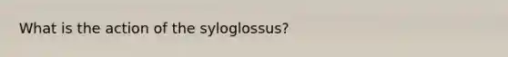 What is the action of the syloglossus?