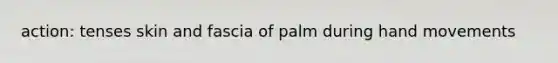 action: tenses skin and fascia of palm during hand movements