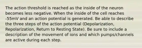 The action threshold is reached as the inside of the neuron becomes less negative. When the inside of the cell reaches -55mV and an action potential is generated. Be able to describe the three steps of the action potential (Depolarization, Repolarization, Return to Resting State). Be sure to include a description of the movement of ions and which pumps/channels are active during each step.