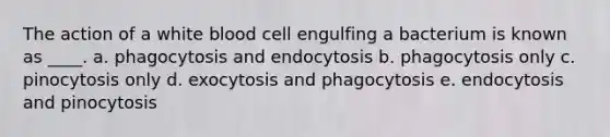 The action of a white blood cell engulfing a bacterium is known as ____.​ a. phagocytosis and endocytosis​ b. phagocytosis only c. pinocytosis only d. exocytosis and phagocytosis e. endocytosis and pinocytosis