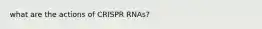 what are the actions of CRISPR RNAs?