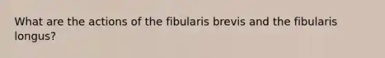 What are the actions of the fibularis brevis and the fibularis longus?