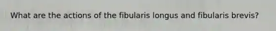 What are the actions of the fibularis longus and fibularis brevis?