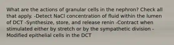 What are the actions of granular cells in the nephron? Check all that apply. -Detect NaCl concentration of fluid within the lumen of DCT -Synthesize, store, and release renin -Contract when stimulated either by stretch or by the sympathetic division -Modified epithelial cells in the DCT