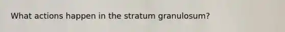 What actions happen in the stratum granulosum?