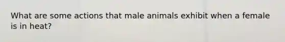 What are some actions that male animals exhibit when a female is in heat?