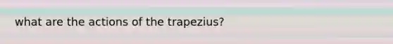 what are the actions of the trapezius?