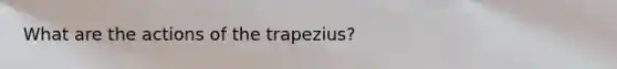 What are the actions of the trapezius?