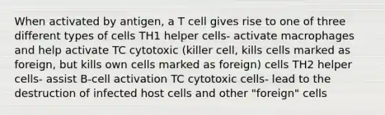 When activated by antigen, a T cell gives rise to one of three different types of cells TH1 helper cells- activate macrophages and help activate TC cytotoxic (killer cell, kills cells marked as foreign, but kills own cells marked as foreign) cells TH2 helper cells- assist B-cell activation TC cytotoxic cells- lead to the destruction of infected host cells and other "foreign" cells