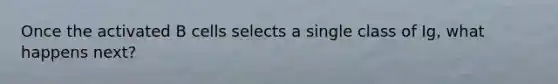 Once the activated B cells selects a single class of Ig, what happens next?