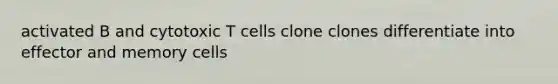 activated B and cytotoxic T cells clone clones differentiate into effector and memory cells