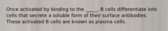 Once activated by binding to the _____, B cells differentiate into cells that secrete a soluble form of their surface antibodies. These activated B cells are known as plasma cells.