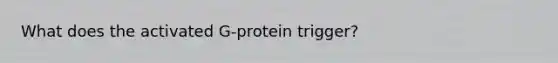 What does the activated G-protein trigger?