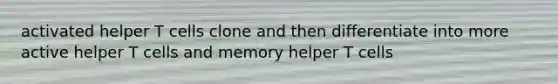 activated helper T cells clone and then differentiate into more active helper T cells and memory helper T cells