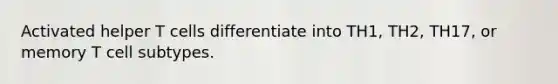 Activated helper T cells differentiate into TH1, TH2, TH17, or memory T cell subtypes.