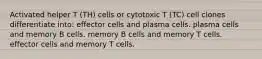 Activated helper T (TH) cells or cytotoxic T (TC) cell clones differentiate into: effector cells and plasma cells. plasma cells and memory B cells. memory B cells and memory T cells. effector cells and memory T cells.