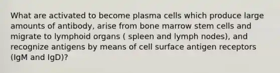 What are activated to become plasma cells which produce large amounts of antibody, arise from bone marrow stem cells and migrate to lymphoid organs ( spleen and lymph nodes), and recognize antigens by means of cell surface antigen receptors (IgM and IgD)?