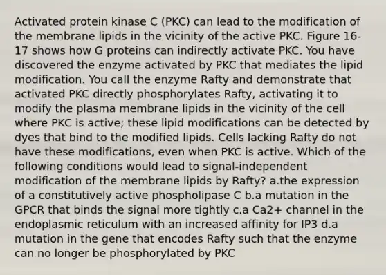 Activated protein kinase C (PKC) can lead to the modification of the membrane lipids in the vicinity of the active PKC. Figure 16-17 shows how G proteins can indirectly activate PKC. You have discovered the enzyme activated by PKC that mediates the lipid modification. You call the enzyme Rafty and demonstrate that activated PKC directly phosphorylates Rafty, activating it to modify the plasma membrane lipids in the vicinity of the cell where PKC is active; these lipid modifications can be detected by dyes that bind to the modified lipids. Cells lacking Rafty do not have these modifications, even when PKC is active. Which of the following conditions would lead to signal-independent modification of the membrane lipids by Rafty? ​a.​the expression of a constitutively active phospholipase C ​b.​a mutation in the GPCR that binds the signal more tightly ​c.​a Ca2+ channel in the endoplasmic reticulum with an increased affinity for IP3 ​d.​a mutation in the gene that encodes Rafty such that the enzyme can no longer be phosphorylated by PKC