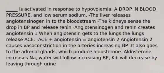 _____ is activated in response to hypovolemia, A DROP IN BLOOD PRESSURE, and low serum sodium. -The liver releases angiotensinogen in to the bloodstream -The kidneys sense the drop in BP and release renin -Angiotensinogen and renin creates angiotensin 1 When angiotensin gets to the lungs the lungs release ACE. -ACE + angiotensin = angiotensin 2 Angiotensin 2 causes vasoconstriction in the arteries increasing BP -It also goes to the adrenal glands, which produce aldosterone. Aldosterone increases Na, water will follow increasing BP, K+ will decrease by leaving through urine