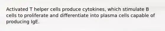 Activated T helper cells produce cytokines, which stimulate B cells to proliferate and differentiate into plasma cells capable of producing IgE.