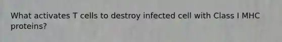 What activates T cells to destroy infected cell with Class I MHC proteins?