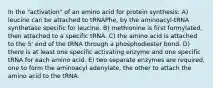 In the "activation" of an amino acid for protein synthesis: A) leucine can be attached to tRNAPhe, by the aminoacyl-tRNA synthetase specific for leucine. B) methionine is first formylated, then attached to a specific tRNA. C) the amino acid is attached to the 5' end of the tRNA through a phosphodiester bond. D) there is at least one specific activating enzyme and one specific tRNA for each amino acid. E) two separate enzymes are required, one to form the aminoacyl adenylate, the other to attach the amino acid to the tRNA.