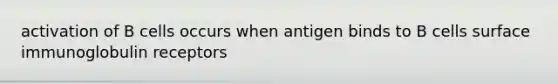 activation of B cells occurs when antigen binds to B cells surface immunoglobulin receptors