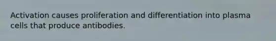 Activation causes proliferation and differentiation into plasma cells that produce antibodies.