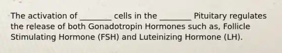 The activation of ________ cells in the ________ Pituitary regulates the release of both Gonadotropin Hormones such as, Follicle Stimulating Hormone (FSH) and Luteinizing Hormone (LH).