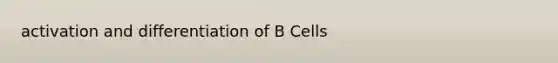 activation and differentiation of B Cells