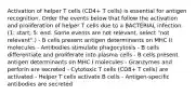 Activation of helper T cells (CD4+ T cells) is essential for antigen recognition. Order the events below that follow the activation and proliferation of helper T cells due to a BACTERIAL infection. (1: start; 5: end. Some events are not relevant, select "not relevant".) - B cells present antigen determinants on MHC II molecules - Antibodies stimulate phagocytosis - B cells differentiate and proliferate into plasma cells - B cells present antigen determinants on MHC I molecules - Granzymes and perforin are secreted - Cytotoxic T cells (CD8+ T cells) are activated - Helper T cells activate B cells - Antigen-specific antibodies are secreted