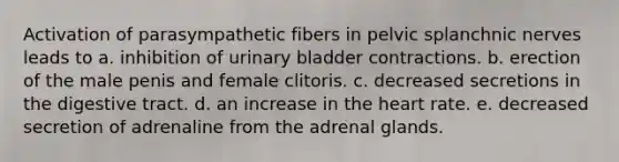 Activation of parasympathetic fibers in pelvic splanchnic nerves leads to a. inhibition of urinary bladder contractions. b. erection of the male penis and female clitoris. c. decreased secretions in the digestive tract. d. an increase in the heart rate. e. decreased secretion of adrenaline from the adrenal glands.