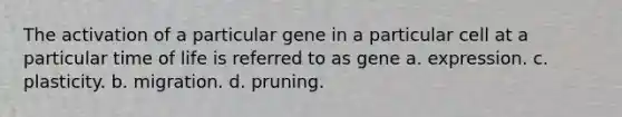 The activation of a particular gene in a particular cell at a particular time of life is referred to as gene a. expression. c. plasticity. b. migration. d. pruning.