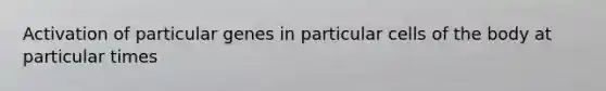 Activation of particular genes in particular cells of the body at particular times