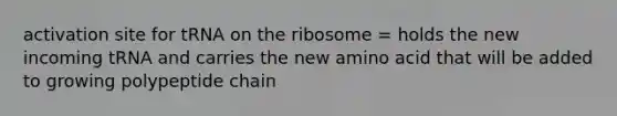 activation site for tRNA on the ribosome = holds the new incoming tRNA and carries the new amino acid that will be added to growing polypeptide chain