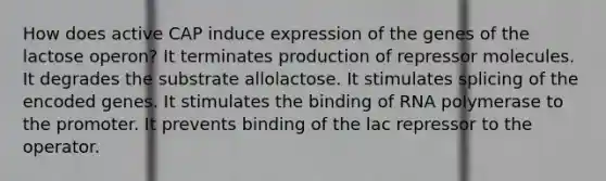 How does active CAP induce expression of the genes of the lactose operon? It terminates production of repressor molecules. It degrades the substrate allolactose. It stimulates splicing of the encoded genes. It stimulates the binding of RNA polymerase to the promoter. It prevents binding of the lac repressor to the operator.