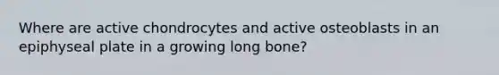 Where are active chondrocytes and active osteoblasts in an epiphyseal plate in a growing long bone?